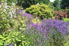 blandat-blommor